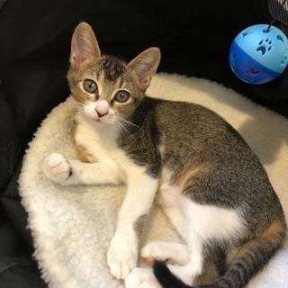 母猫に捨てられてしまった保護猫です