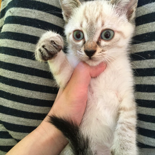 シャム系親子猫里親募集