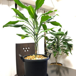 【受け渡し者決定】観葉植物　ドラセナジュレ