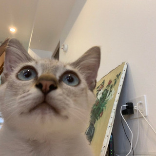オスの子猫(シャムっぽい)