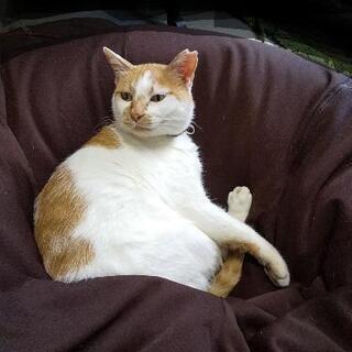 見つかりました。ありがとうございました。飼い猫探しています。 