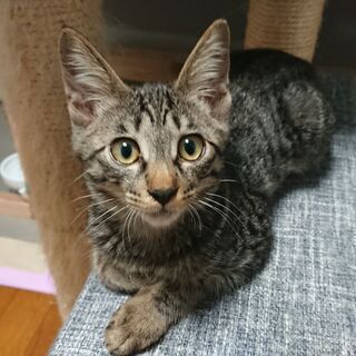子猫の里親募集！