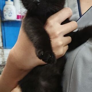 黒猫甘えん坊オス子猫