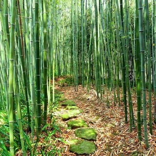 不要な竹や竹林がありましたら竹を譲って下さい！