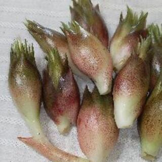 ミョウガ　