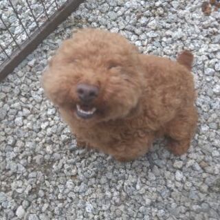 トイプードル　男の子　5歳