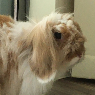 ウサギ うさぎ 兎 アメリカンファジーロップ　2歳