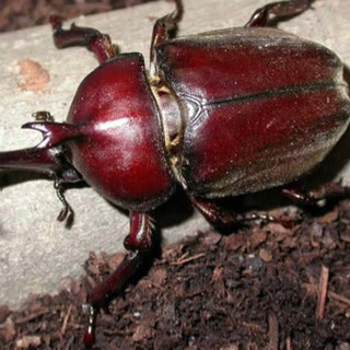 カブトムシ捕獲場所