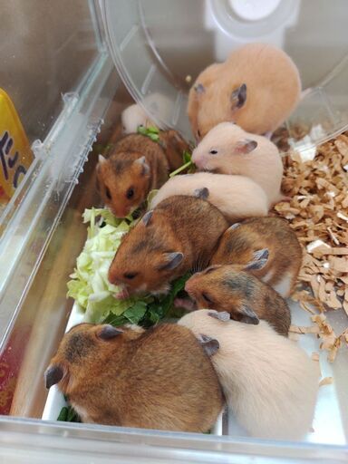 ご相談中)ゴールデンハムスターノーマル赤ちゃん (みさ) 渋沢の