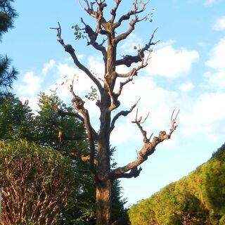 造園工 の画像