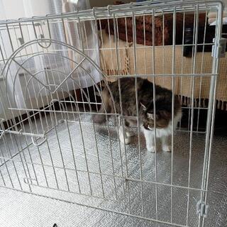 (商談中です)ペットゲージ(猫はつきません(=^_^=))の画像