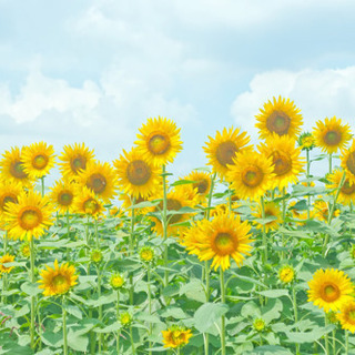 🌻千葉県LINEグループメンバー募集！！🌻