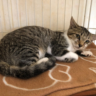 白混じりキジ猫、4ヶ月目の男の子