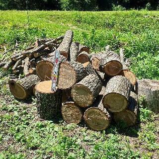 クルミの木　の画像