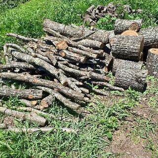 クルミの木　の画像