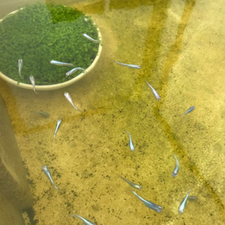 極龍メダカ幼魚(県外限定)