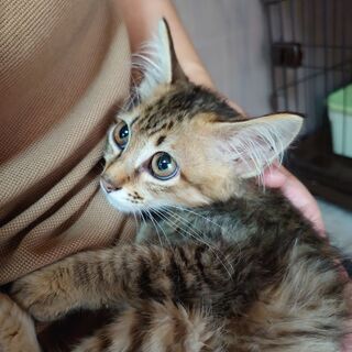 【マツコちゃん】フワフワ半長毛の優しい性格の女のコ🐈トライアル決...
