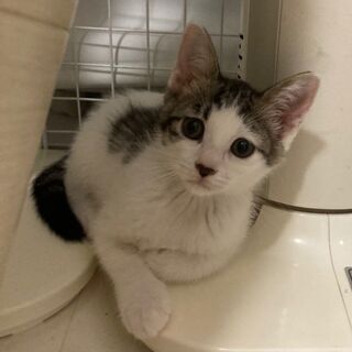レスキュー　かわいい子猫たち