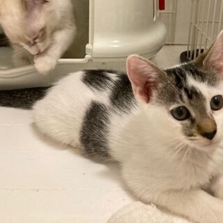 レスキュー　かわいい子猫たち