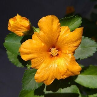 イリマハワイアンプリンセス鉢植え　剪定しました。写真更新