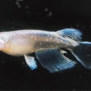 プラチナ星河リアルロングフィン若魚　２ペア