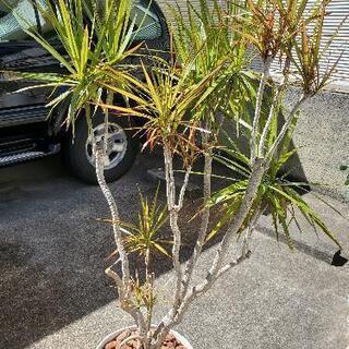 【観葉植物】ドラセナ・コンシネ、ストレリチア(大型)