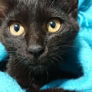 優しい黒子猫の｢つばき｣ちゃん＆ちょっとビビリ黒子猫の｢さつき｣君