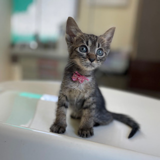 キジ猫子猫のいちごちゃん♀