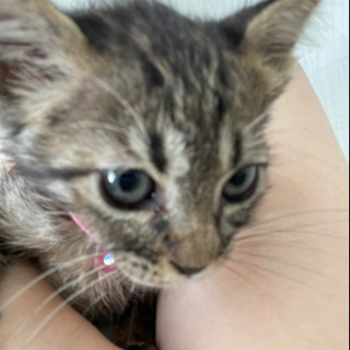 いちごねこ様♡専用ページ ☆里親様募集中です☆ はーとinはーとzrの預かり家族の投稿