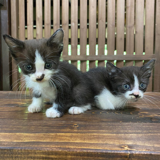 募集終了しました　ハチワレとサビの子猫3匹