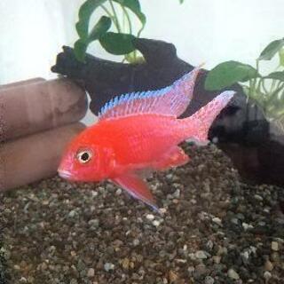 熱帯魚 アフリカンシクリッド