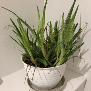 プラント　植木　グリーン