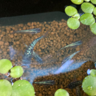 極上種親★黒ラメ　メダカ　成魚（若魚）の画像