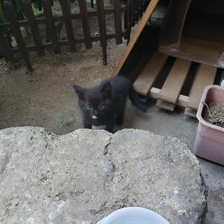 黒猫ちゃん(１ヶ月半)里親募集