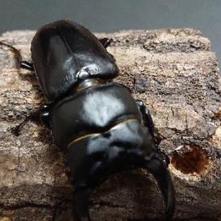 【阿古谷】オオクワガタ　ペア