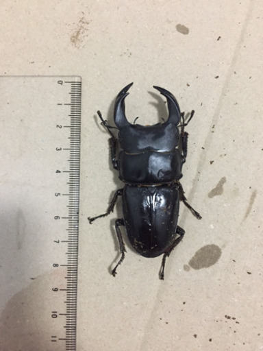 オオクワガタペア②(まとめ買い5000円)