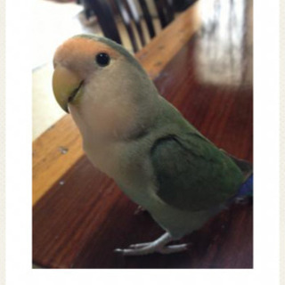 インコが迷子になりました