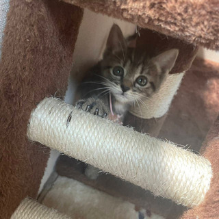 甘えたキジ猫さんピーチちゃん♀