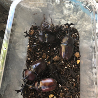 カブトムシ　2匹　値下げしました！の画像