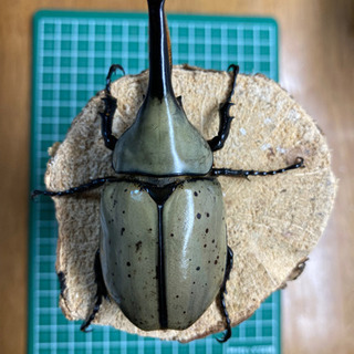 【最終販売】グラントシロカブト　成虫ペア　