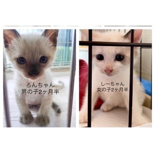 なんだ❗️この可愛子ちゃん兄妹😍