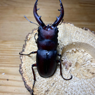 ノコギリクワガタ♂(天然採取)    400円