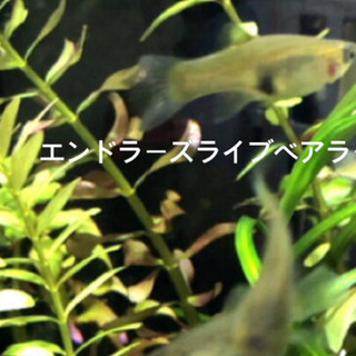 エンドラーズライブベアラー(グッピーの仲間)ペアの画像