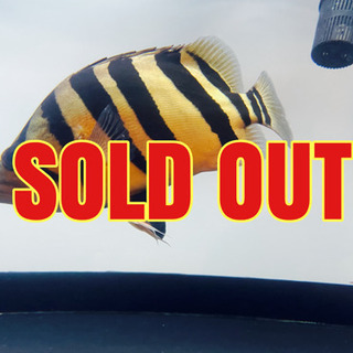 エバーグリーンスキッドロウインペリアルテクニマスタ 82L