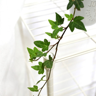 観葉植物 アイビー ヘデラ シャムロック i-10