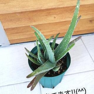 無農薬　アロエベラ ③　約1年弱　屋外栽培　観葉植物の画像