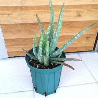 無農薬　アロエベラ ③　約1年弱　屋外栽培　観葉植物の画像