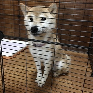 遊ぶこととお散歩が大好き柴犬　エマちゃん！　里親さん募集