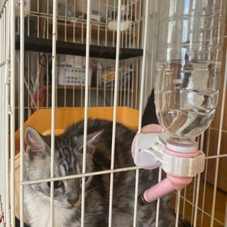 アメショ3歳