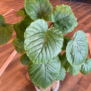 フィカス・ウンベラータ曲げ10号